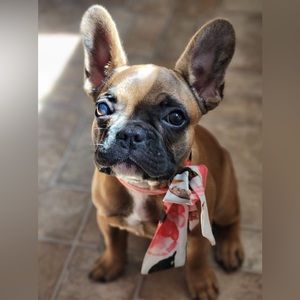 Like for Live Show notifications!!! 🛍️ (Dog NOT For Sale! 🤣)